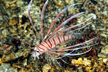 A picture of a common lionfish