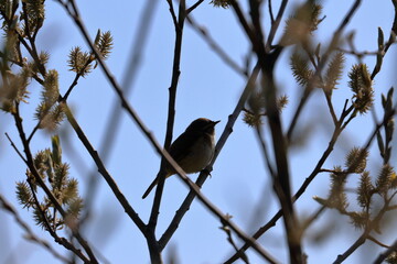 chiffchaff