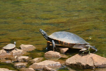 Fototapeta premium Turtle sunning on the water