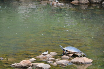 Obraz premium Turtle sunning on the water