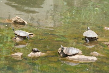 Turtle sunning on the water