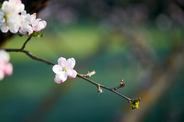 einzelne wei&szlig; rosa Bl&uuml;te an einem &Auml;stchen