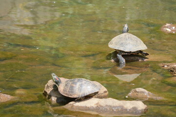 Fototapeta premium Turtle sunning on the water
