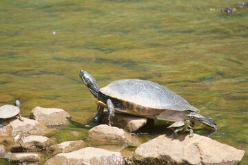 Fototapeta premium Turtle sunning on the water