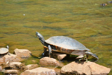 Obraz premium Turtle sunning on the water