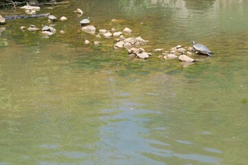 Turtle sunning on the water