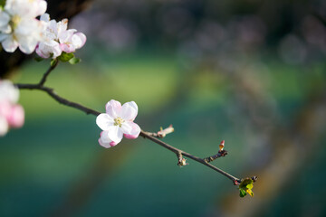 einzelne wei&szlig; rosa Bl&uuml;te an einem &Auml;stchen