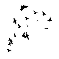 Fototapeta na wymiar A flock of flying birds. Vector illustration