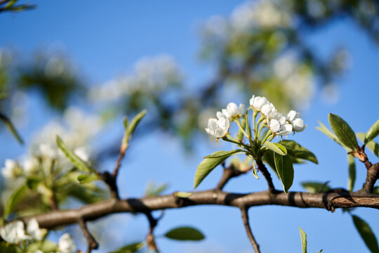 Weiße Blüten mit blauem Himmel