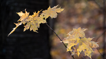 gałązka drzewa ze złotymi liśćmi, kolory jesieni - obrazy, fototapety, plakaty