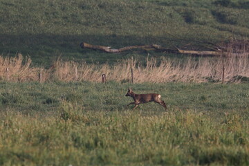 Naklejka premium roe deer