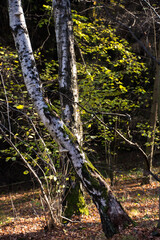 dwie krzywe brzozy w lesie, kolory jesieni