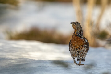 Female western capercaillie - Tetrao urogallus - walking on snow at the lek site in Norway