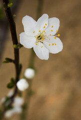 White beautiful flower and buds on a branch of a blossoming fruit tree in the springtime. Natural seasonal background with blurred focus and copy space for postcards, layouts, posters, presentations.