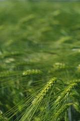 wheat harvest, cereals, rye grains, barley in summer. Agriculture, organic food production.