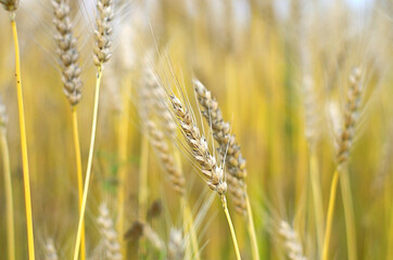 wheat harvest, cereals, rye grains, barley in summer. Agriculture, organic food production.