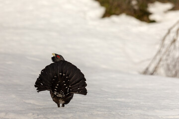 Winter display on snow male Capercaillie - Tetrao urogallus - tail seen from behind