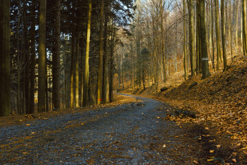 Path in the mountain woods with no people