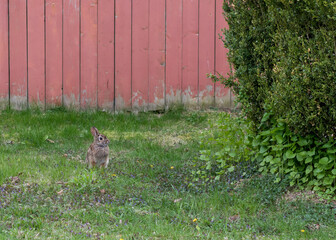 Eastern Cottontail rabbit sitting alert with ears perked on a lawn with a shabby red fence in the background and shrubbery beside it