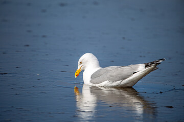 Fototapeta na wymiar Seagull Sitting in the Ice