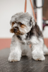 The adorable yorkshire dog is waiting for rhe professional groomer in the pet cosmetics.