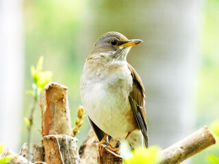 右向きのシロハラ