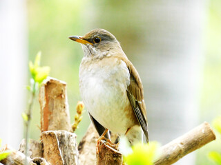 左向きのシロハラ