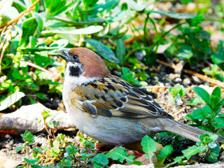 草むらにいるスズメ