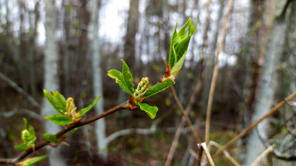 blossoming leaves and buds on a branch