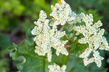 Rheum rhaponticum, rhapontic rhubarb at time of mass flowering. White flowers close-up. Burning with large leaves and an edible stem
