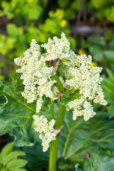Rheum rhaponticum, rhapontic rhubarb at time of mass flowering. White flowers close-up. Burning with large leaves and an edible stem