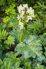 Rheum rhaponticum, rhapontic rhubarb at time of mass flowering. White flowers close-up. Burning with large leaves and an edible stem