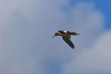 redshank