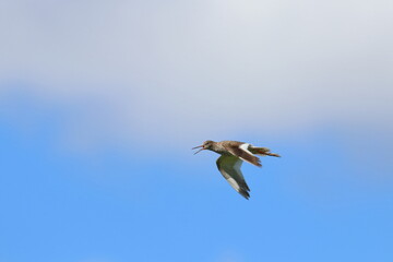 redshank
