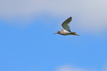 redshank