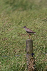 redshank
