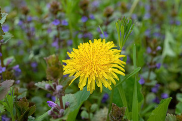 Yellow dandelion on meadow with wild flowers