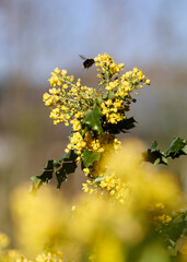 Hummel an gelber Blume