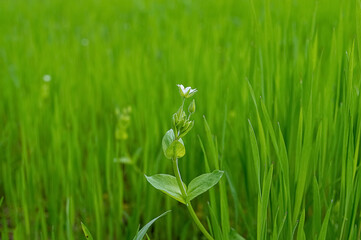Wild flower in meadow with green grass in spring