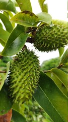 guan&aacute;bana en el campo  