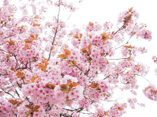 神社に咲く八重桜