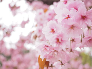 神社に咲く八重桜