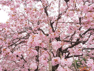 神社に咲く八重桜