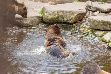 A beautiful brown bear swimming in the water
