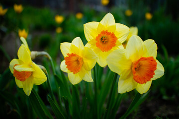 spring yellow flowers daffodils  close up