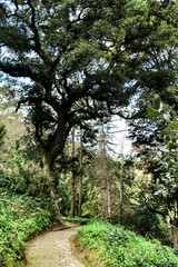 Leafy and green gardens in Sintra