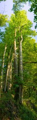 Baum Panorama Hochkant