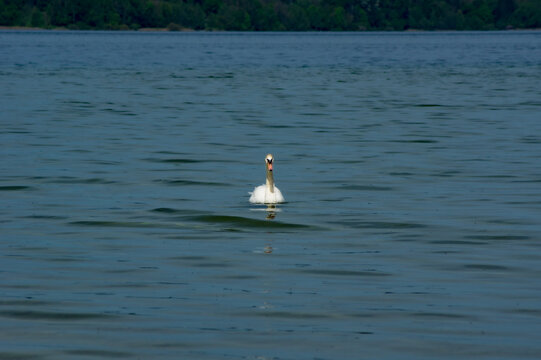 big swan sims on lake Starnberg, Germany, Bavaria