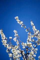 weiße Blüten mit blauem Himmel