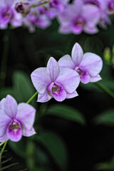 A picture of an orchid